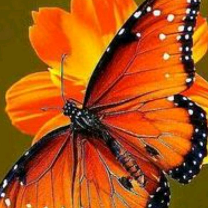@mariposaporsiempre - suara asli