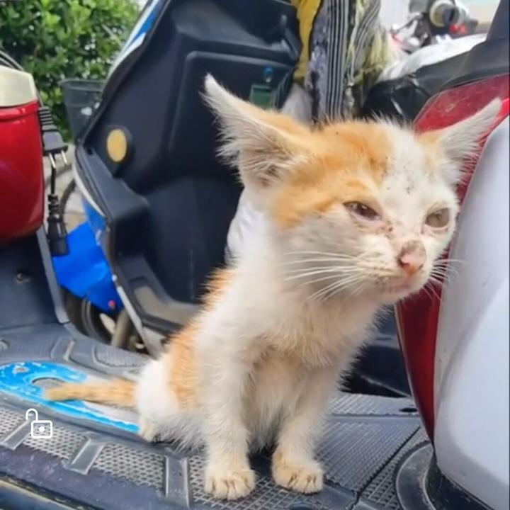 The Profile Image Avatar of help.animal - Help Animal