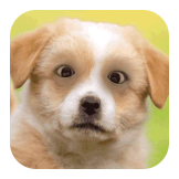 わんちゃんの目ハッシュタグに関するtiktokの動画