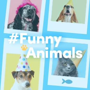 Funny animals best sale on tiktok