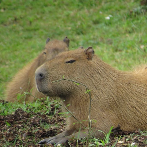 capivara #animaisengraçados #capybara #brasil #tiktok #br #cute