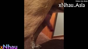 bú chó (bú chó) [26]