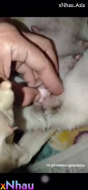 Anh trai che cửa sổ lại chịch em chó cái (Anh trai che cửa sổ lại chịch em chó cái) []