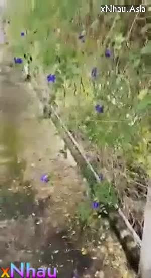 Đụ Em Mai Phòng Trọ Kế Bên Tôi Ở (Đụ Em Mai Phòng Trọ Kế Bên Tôi Ở) [26]
