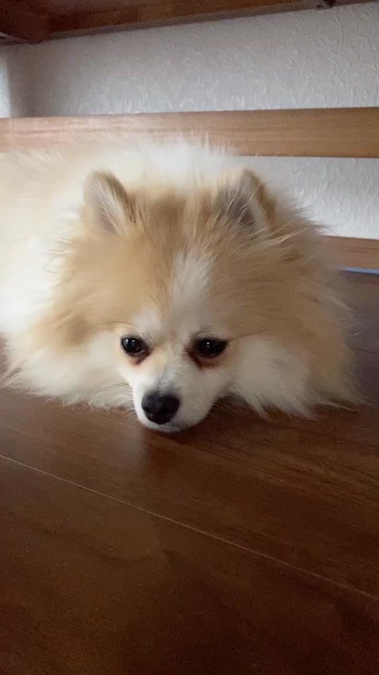 犬が寝る音楽 Tiktok Hashtag