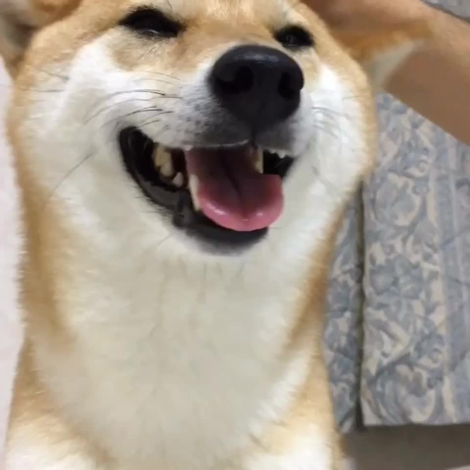 柴犬さくら 白キジ猫ミミ Tiktok Profile