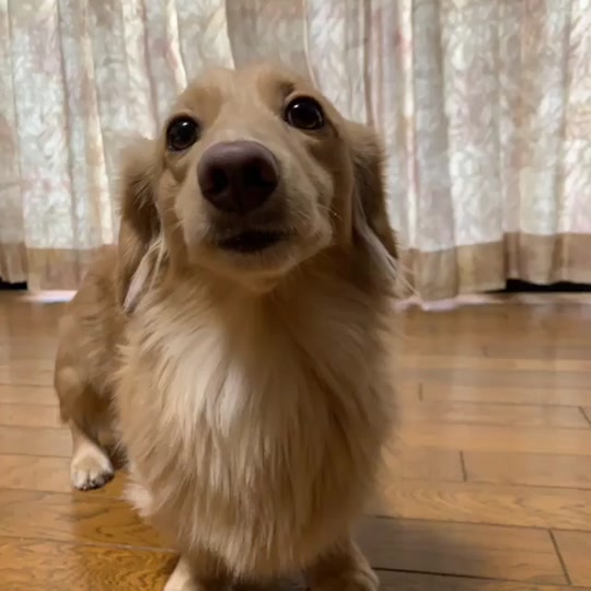 おもしろ犬動画 Tiktok Hashtag