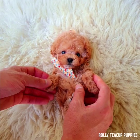 rolly teacup puppies