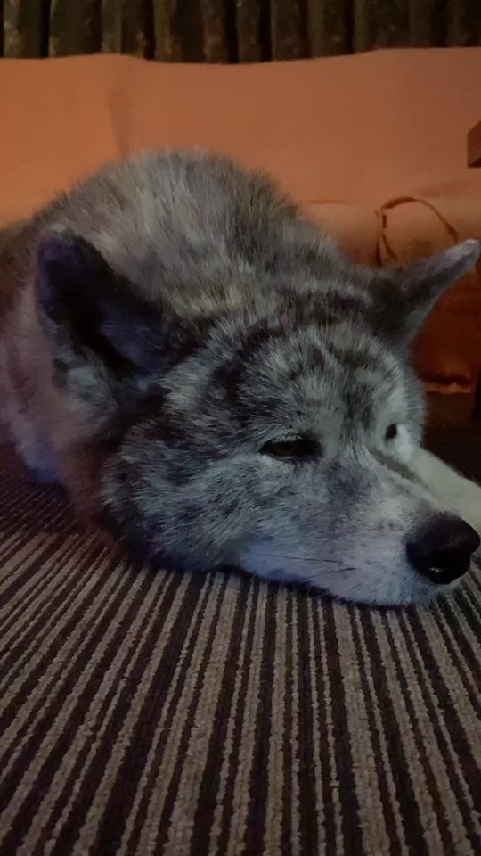 犬が寝る音楽 Tiktok Hashtag
