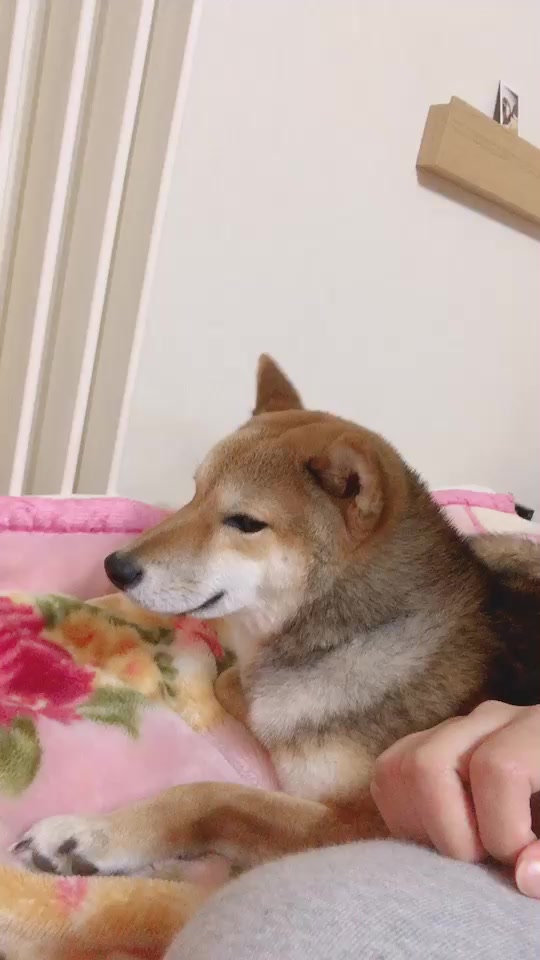 Shibakenmukukun 柴犬 ツンデレなムクくん Tiktok Profile