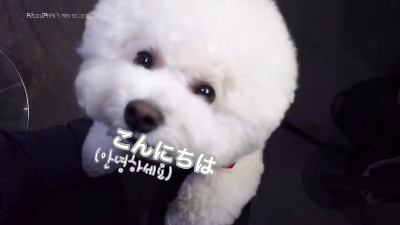 パクソジュンの愛犬シンバ 可愛過ぎる Exobtsloveeee Tiktok Video