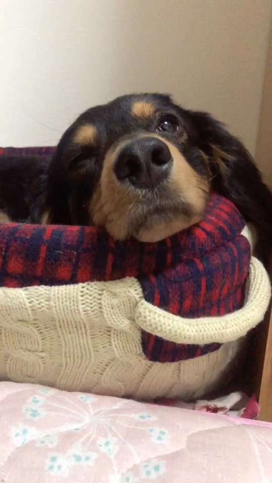 犬が寝る音楽 Tiktok Hashtag Page 2