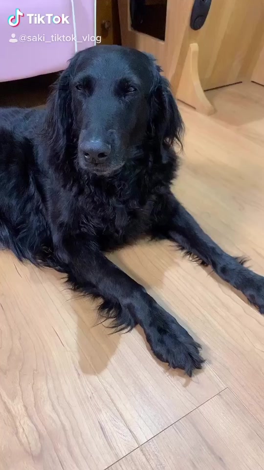 犬が寝る音楽 Tiktok Hashtag