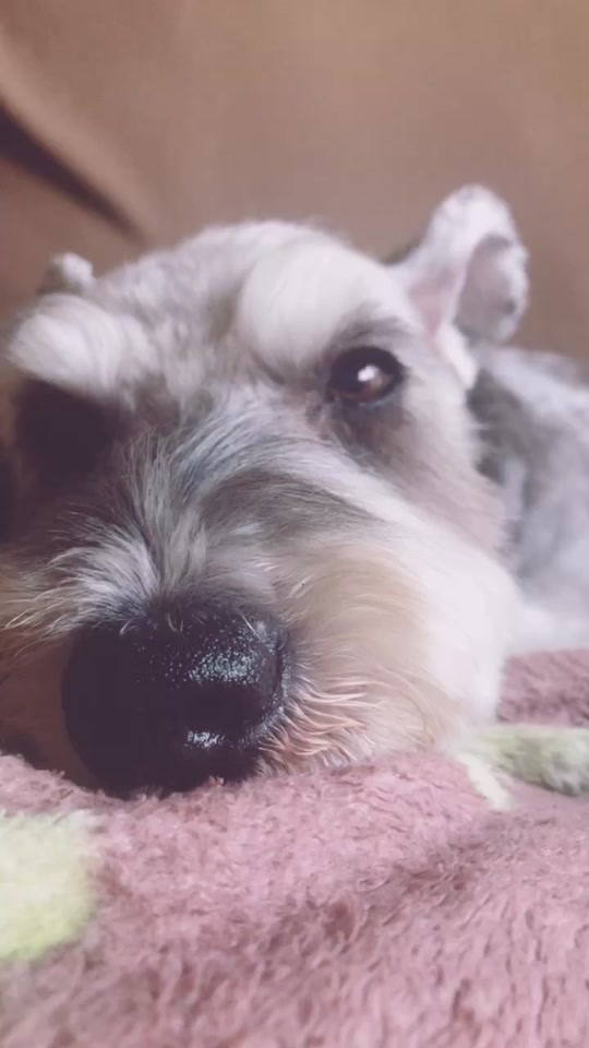 犬が寝る音楽 Tiktok Hashtag Page 2