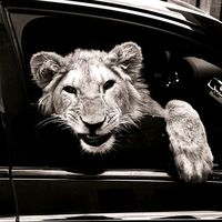 TikTok Account - https://p16-sg.tiktokcdn.com/tos-alisg-avt-0068/00df3f4c15345a7bdc5eaa5ba0662303~tplv-tiktokx-cropcenter:200:200.jpeg