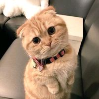 nhạc nền - meo xinh