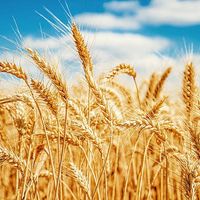 TikTok Account - https://p16-sg.tiktokcdn.com/tos-alisg-avt-0068/091f2ac273180fbae9db0f52b8ad97cd~tplv-tiktokx-cropcenter:200:200.jpeg