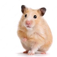hamster_lucu13