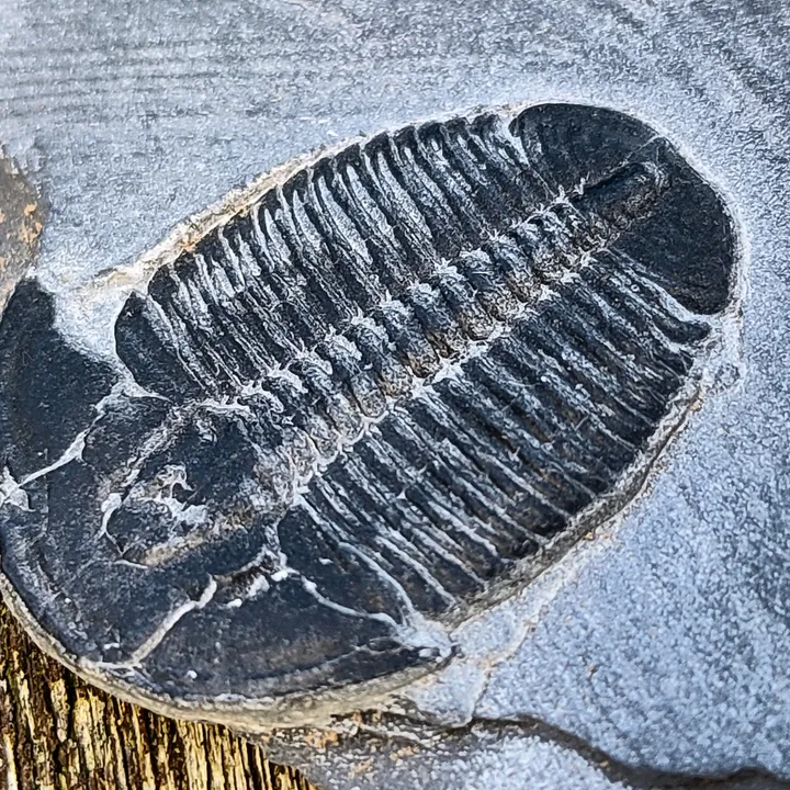 geologicalgeorge