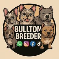 bull_tom