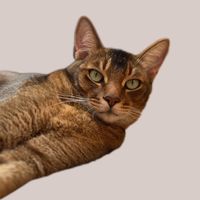 TikTok Account - https://p16-sg.tiktokcdn.com/tos-alisg-avt-0068/13361b175a85593d92b3d07099b0b136~tplv-tiktokx-cropcenter:200:200.jpeg