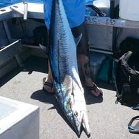 TikTok Sound - original sound - bigfinfishing