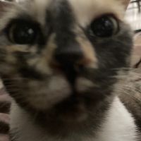 TikTok Account - https://p16-sg.tiktokcdn.com/tos-alisg-avt-0068/15a752a6dc218561257ba49d2689a973~tplv-tiktokx-cropcenter:200:200.jpeg