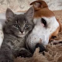 TikTok Account Photo