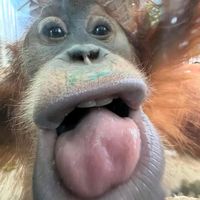 TikTok Account - https://p16-sg.tiktokcdn.com/tos-alisg-avt-0068/19dfa5c06f558389a272c7a12330d3b1~tplv-tiktokx-cropcenter:200:200.jpeg