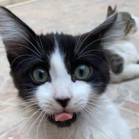 TikTok Account - https://p16-sg.tiktokcdn.com/tos-alisg-avt-0068/1a751ff1b18c1e053496b1bbec9c2598~tplv-tiktokx-cropcenter:200:200.jpeg