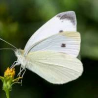 TikTok Account - https://p16-sg.tiktokcdn.com/tos-alisg-avt-0068/201d2b56ac0645ec689ad36777bc5584~tplv-tiktokx-cropcenter-q:200:200:q70.jpg