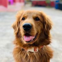 TikTok Account - https://p16-sg.tiktokcdn.com/tos-alisg-avt-0068/2207e51ad85233b0d1829eadfffa582b~tplv-tiktokx-cropcenter:200:200.jpeg