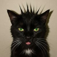 TikTok Account - https://p16-sg.tiktokcdn.com/tos-alisg-avt-0068/23a09d5e3be57b86fae3c1bafc45db22~tplv-tiktokx-cropcenter:200:200.jpeg