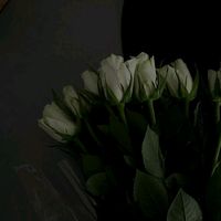 _zuliantyy