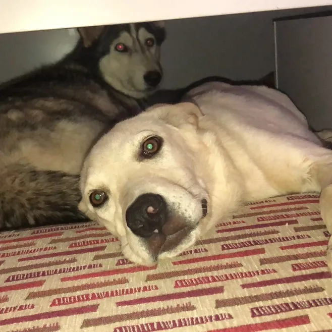 nala_bella_and_friends
