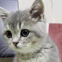 catutucom