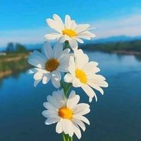 ms_218295