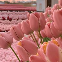 TikTok Account - https://p16-sg.tiktokcdn.com/tos-alisg-avt-0068/2dcf582e858291c4b51445295444032d~tplv-tiktokx-cropcenter:200:200.jpeg