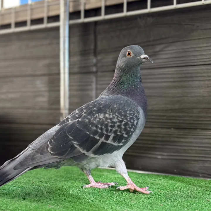 neko.neko.hato