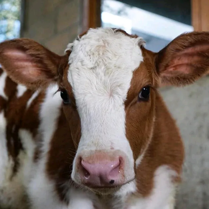 cows_farm_254