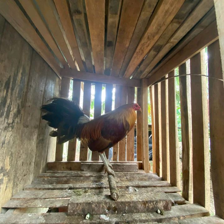 Big Backyard 🐓🐓 - original sound