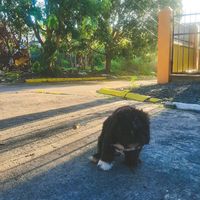 original sound - KickM3