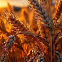 TikTok Account - https://p16-sg.tiktokcdn.com/tos-alisg-avt-0068/379d9b435dd57e6a2b0d1e1e3a195583~tplv-tiktokx-cropcenter:200:200.jpeg