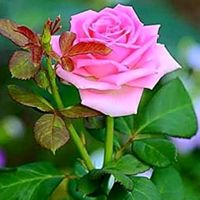 original sound - user2480172881593