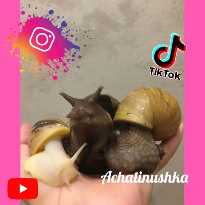 achatinushka7