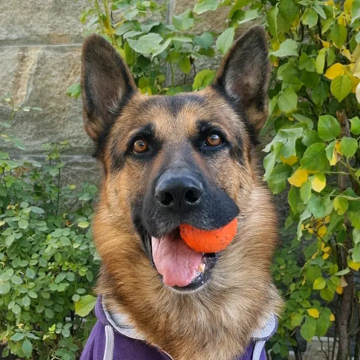 germansheperd.rexi2020