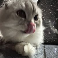 dijno09x_