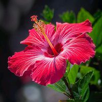 TikTok Account - https://p16-sg.tiktokcdn.com/tos-alisg-avt-0068/3c729d6d173dceeb7c5e92af0082684f~tplv-tiktokx-cropcenter:200:200.jpeg