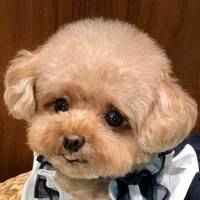 TikTok Account Photo