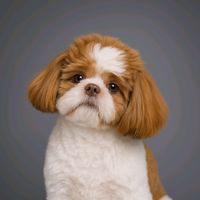 original sound - misosoupsarai